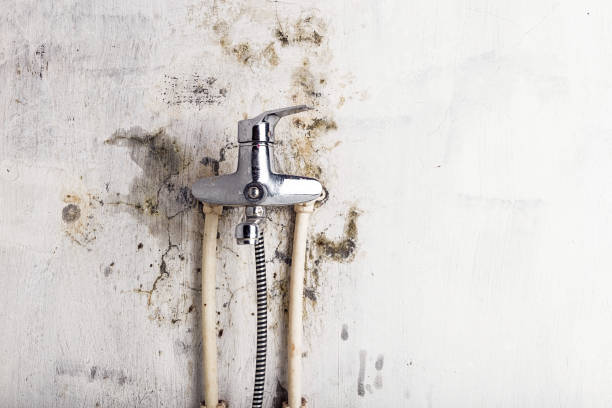 Best Same-Day Mold Removal  in Grosse Pointe Woods, MI