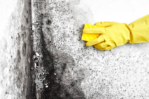 Best Residential Mold Removal  in Grosse Pointe Woods, MI