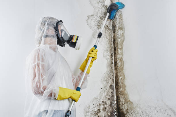 Best Office Mold Removal Services  in Grosse Pointe Woods, MI