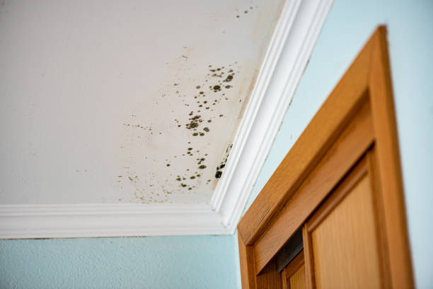 Best Emergency Mold Removal  in Grosse Pointe Woods, MI