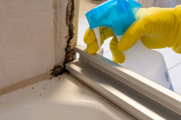 Best Home Mold Removal  in Grosse Pointe Woods, MI