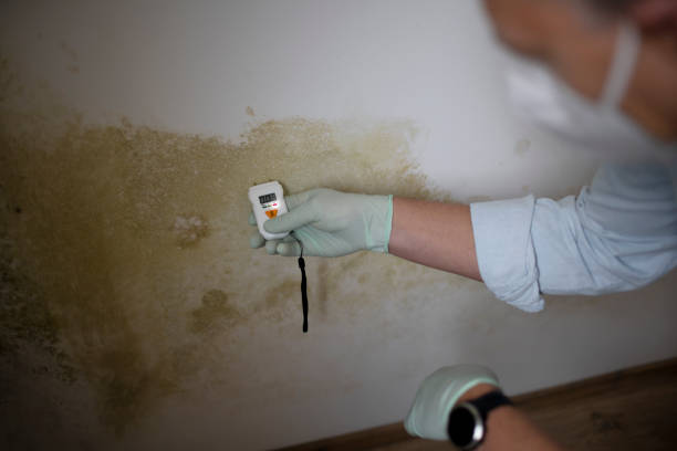 Best Home Mold Removal  in Grosse Pointe Woods, MI