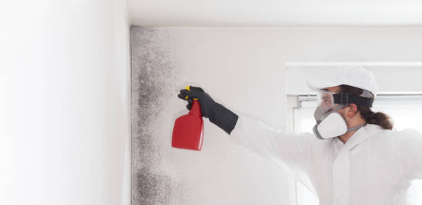 Professional Mold Removal in Grosse Pointe Woods, MI