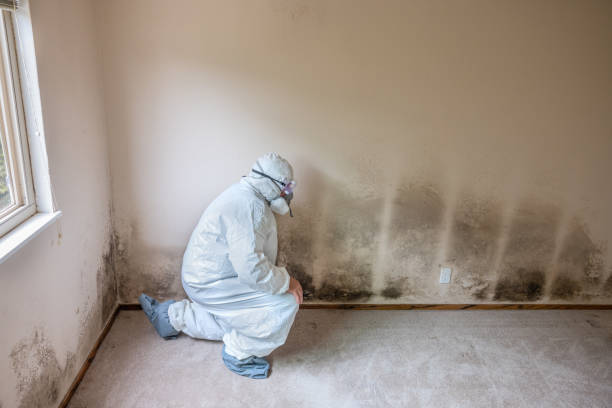 Best Professional Mold Removal  in Grosse Pointe Woods, MI