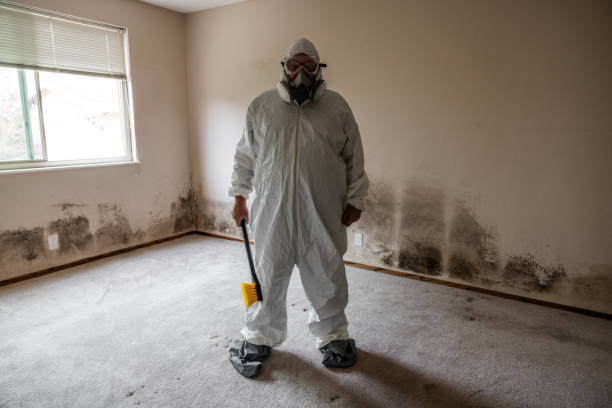 Best Fast Mold Removal  in Grosse Pointe Woods, MI