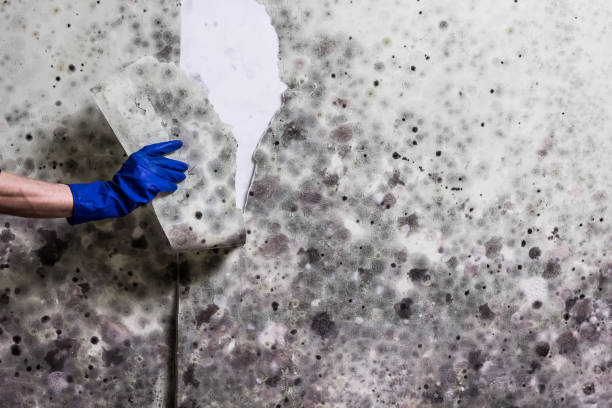 Best Certified Mold Removal  in Grosse Pointe Woods, MI